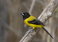 Audubon's Oriole (Icterus graduacauda) photo