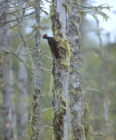 Black Woodpecker (Dryocopus martius) photo