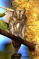 African Scops-Owl - Otus senegalensis