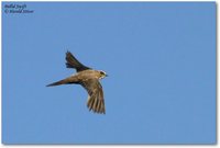 Pallid Swift - Apus pallidus