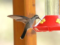 Blue-throated Hummingbird - Lampornis clemenciae