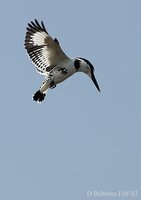 Pied Kingfisher - Ceryle rudis