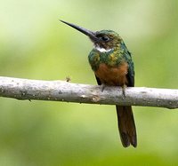 Rufous-tailed Jacamar - Galbula ruficauda