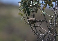 Andean Tit-Spinetail - Leptasthenura andicola