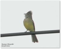 Yellow-bellied Elaenia - Elaenia flavogaster