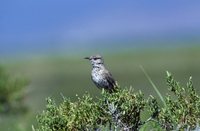 Sage Thrasher - Oreoscoptes montanus