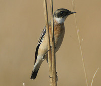 White-throated Bushchat - Saxicola insignis