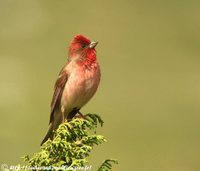 Common Rosefinch - Carpodacus erythrinus