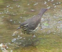 Northern Waterthrush - Seiurus noveboracensis