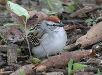Chipping Sparrow - Spizella passerina