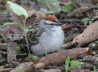 Chipping Sparrow - Spizella passerina