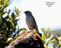 Volcano Junco - Junco vulcani