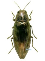 Buprestis haemorrhoidalis - 고려비단벌레