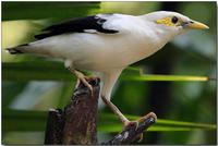 image of Black-winged Starling (Sturnus melanopterus)