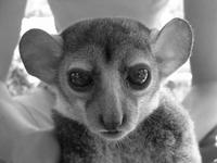 Otto's Sportive Lemur (Lepilemur otto)
