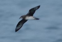 Kermadec Petrel, Pterodroma neglecta