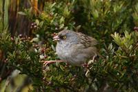 Volcano Junco