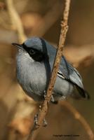 *NEW* Masked Gnatcatcher - male