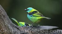 Green-headed Tanager Tangara seledon