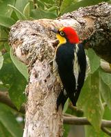 Yellow-fronted Woodpecker in Itatiaia NP.