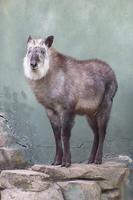 Capricornis Crispus, the Japanese Serow or Japanese Goat-Antelope