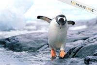 Gentoo Penguin (Pygoscelis papua) photo