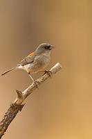 Dark Eyed Junco ( Junco hyemalis ) , Gila National Forest , New Mexico stock photo