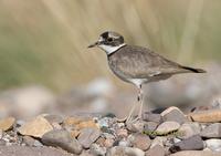 Long billed plover C20D 02161.jpg