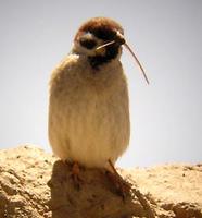 Eurasian Tree Sparrow