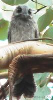 Australian Owlet-nightjar