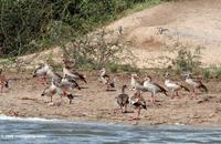 Egyptian Geese, Alopochen aegyptiacus, with pied kingfishers in the background