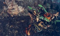 : Ameerega flavopicta
