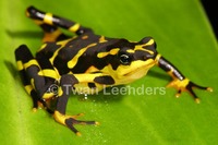 : Atelopus varius; Harlequin Frog