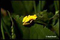 : Dendropsophus microps