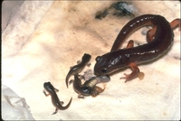 : Ensatina eschscholtzii oregonensis