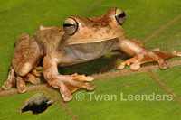 : Hypsiboas rosenbergi