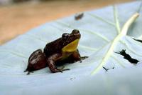 : Phrynobatrachus krefftii