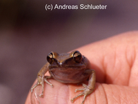 : Pristimantis stegolepis