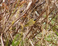 : Geothlypis trichas; Yellowthroat