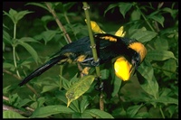 : Icterus chrysocephalus; Moriche Oriole