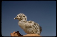 : Larus livens; Yellow-footed Gull