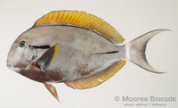 : Acanthurus nigricauda