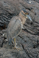 : Nycticorax violaceus pauper; Yellow crowned night heron