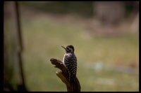 : Picoides nuttallii; Nuttall's Woodpecker