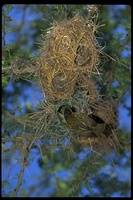 : Ploceus spekei; Speke's Weaver