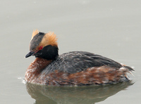 : Podiceps auritus; Horned Grebe