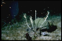 : Gymnothorax moringa; Spotted Moray Eel