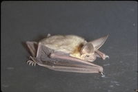 : Antrozous pallidus; Pallid Bats