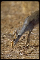 : Madoqua guentheri; Guenther's Dik-dik