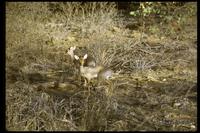 : Madoqua guentheri; Guenther's Dik-dik